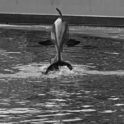 Espectaculo delfines-Zoo Madrid