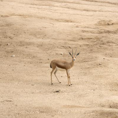 Parque Zoológico de Madrid