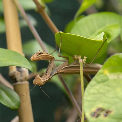 Se siente la primavera