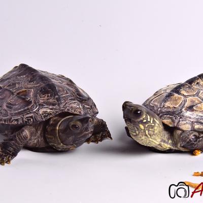 ¡Nosotr@s no salimos de casa!