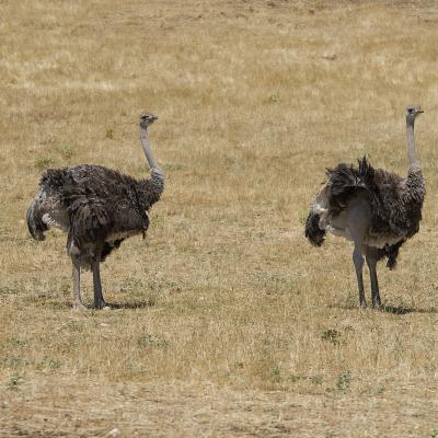 Avestruces del Safaripark
