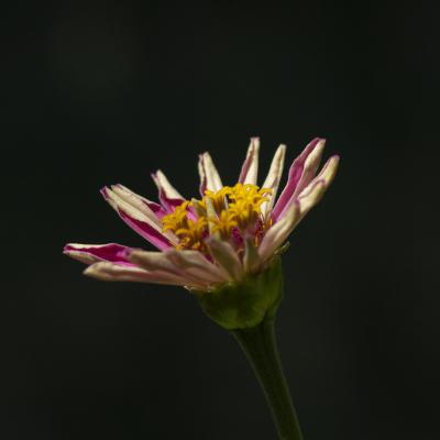 Sola en la oscuridad