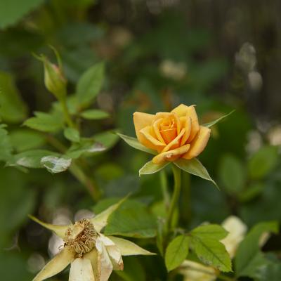 W Flores20190606 047